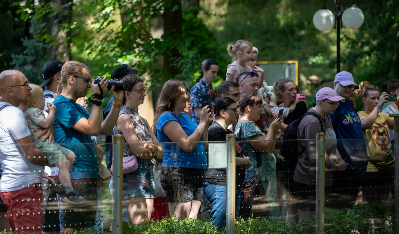 Pokazowe karmienie pand małych