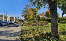 Nasadzenia krzewów tawuły przy Czerwonej Drodze