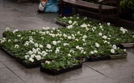 Jesienne nasadzenia bratków