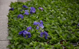 Jesienne nasadzenia bratków