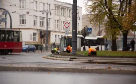 Jesienne nasadzenia bratków