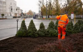 Jesienne nasadzenia bratków