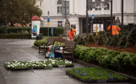 Jesienne nasadzenia bratków