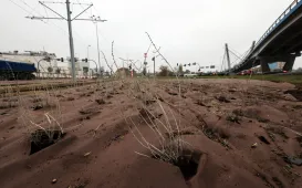 Nasadzenia przy Placu Daszyńskiego, listopad 2024