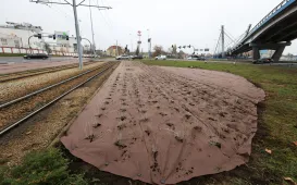 Nasadzenia przy Placu Daszyńskiego, listopad 2024