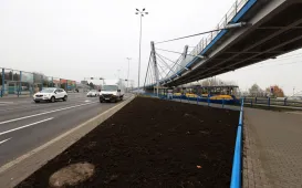 Nasadzenia przy Placu Daszyńskiego, listopad 2024