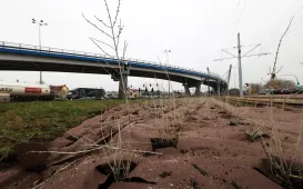 Nasadzenia przy Placu Daszyńskiego, listopad 2024