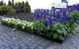 Nasadzenia kwiatów, 27.05.2025 r.