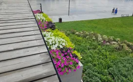  Ukwiecony Bulwar Filadelfijski