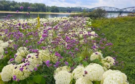  Ukwiecony Bulwar Filadelfijski