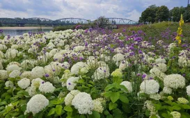  Ukwiecony Bulwar Filadelfijski