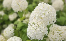  Ukwiecony Bulwar Filadelfijski