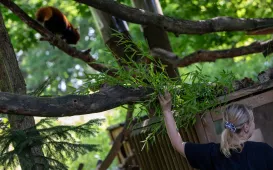 Pokazowe karmienie pand małych