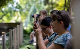 Pokazowe karmienie pand małych