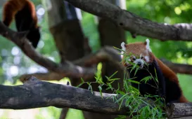 Pokazowe karmienie pand małych