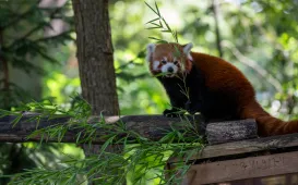 Pokazowe karmienie pand małych