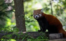 Pokazowe karmienie pand małych