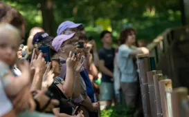 Pokazowe karmienie pand małych