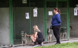 Piknik Przyjaciół Schroniska