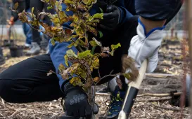 Trzeci mikrolas w Toruniu