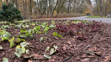 Kolorowa rabata w Parku Bydgoskim
