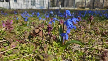 Bulwar Filadelfijski ozdobią kwiaty