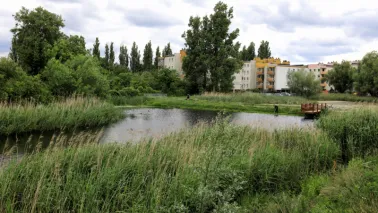 Opryski na meszki w 2025 roku