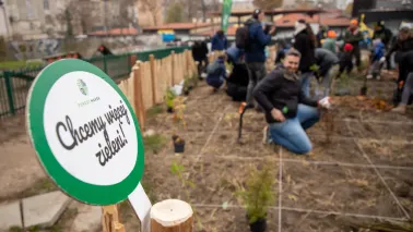 W listopadzie 2024 roku zasadziliśmy razem pierwszy mikrolas metodą Miyawaki