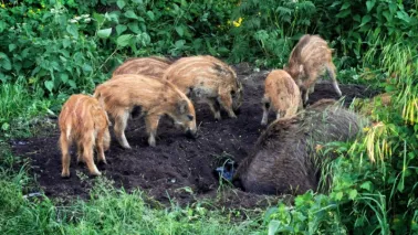 Dzikie zwierzęta w mieście – jak się zachować