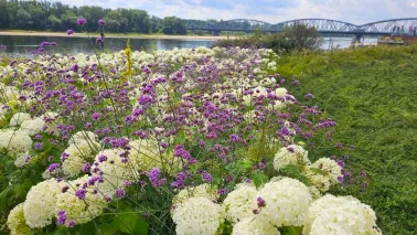 Ukwiecony Bulwar Filadelfijski