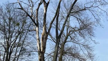 Interwencyjna wycinka drzew - Forteczna