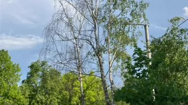 Interwencyjna wycinka drzew:etap III