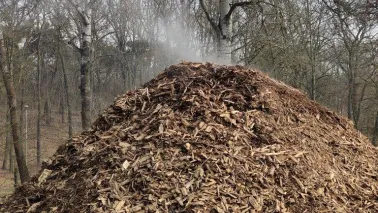 Para wodna w zrębkach drewna na Martówce