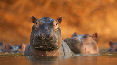 Rozlewisko hipopotamów, fot. David Fettes / Wielka Brytania