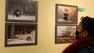Na zdjęciu: kobieta przygląda się zdjęciom przyrodniczym pokazywanym na wystawie
