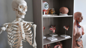 Szkielet i fantom ludzki w Centrum Symulacji Medycznej