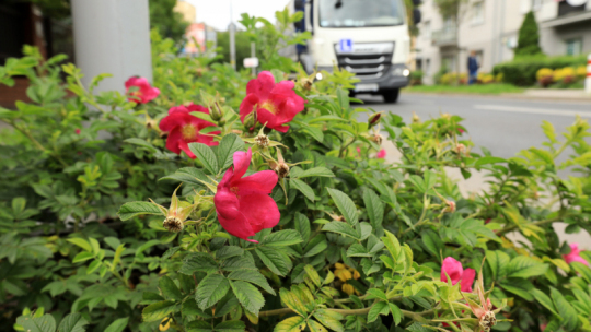 Na zdjęciu: czerwone, drobne róże rosną na pasie zieleni przy jezdni, w tle widać przejeżdżający samochód ciężarowy