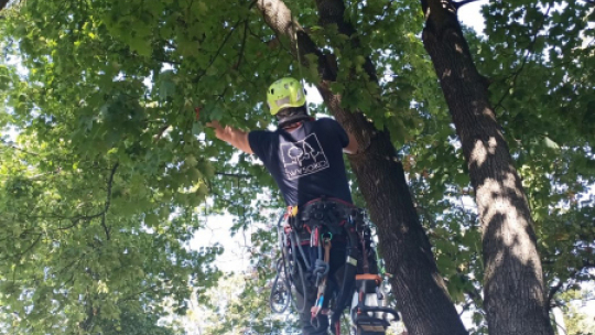 Na zdjęciu: zabezpieczony pracownik wspisa się na drzewo, by usuinąć jemiołę