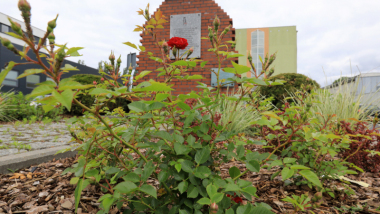 Na zdjęciu: nowe nasadzenia - na pierwszym planie róże - pomnika Szmalcówka
