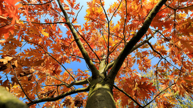 Jesienna korona drzewa na tle błękitnego nieba