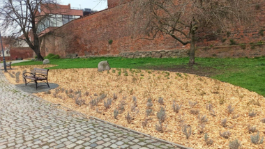 Na zdjęciu: nowo nasadzone małe krzaczki w tle mury zamku krzyżackiego