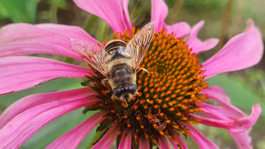 Pszczoła na kwiecie jeżówki purpurowej, fot. Małgorzata Litwin