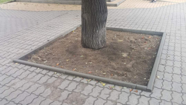 Na zdjęciu otoczenie drzewa po usunięciu chodnika