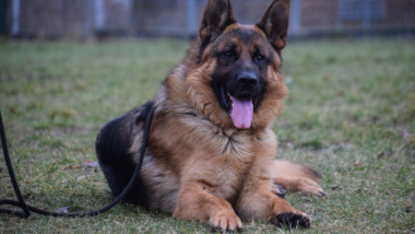Na zdjęciu: duży pies - owczarek niemiecki leży na trawie