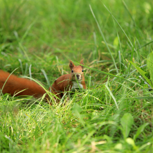 Na zdjęciu: wiewiórka w parku za Maciejem