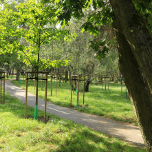 Na zdjęciu: drzewa w parku Na Skarpie