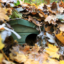 Pod jesiennymi liśćmi widać drewnianą budkę dla jeży