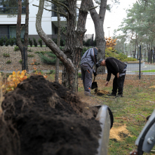 Pracownicy wkopują sadzonki drzew