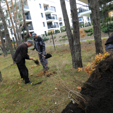 Pracownicy wkopują sadzonki drzew