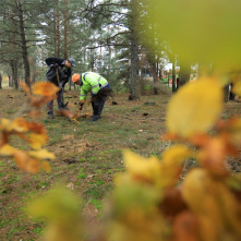 Pracownicy wkopują sadzonki drzew, a pierwszym planie widać jesinne liście
